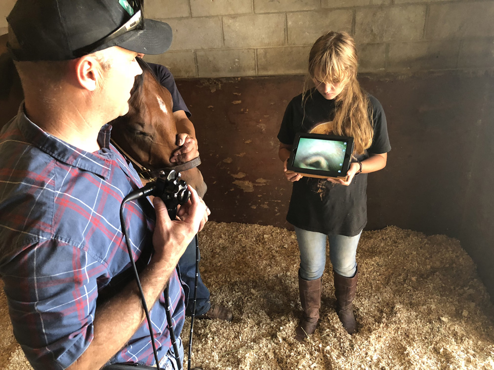 Wireless Equine Endoscope / Gastroscope