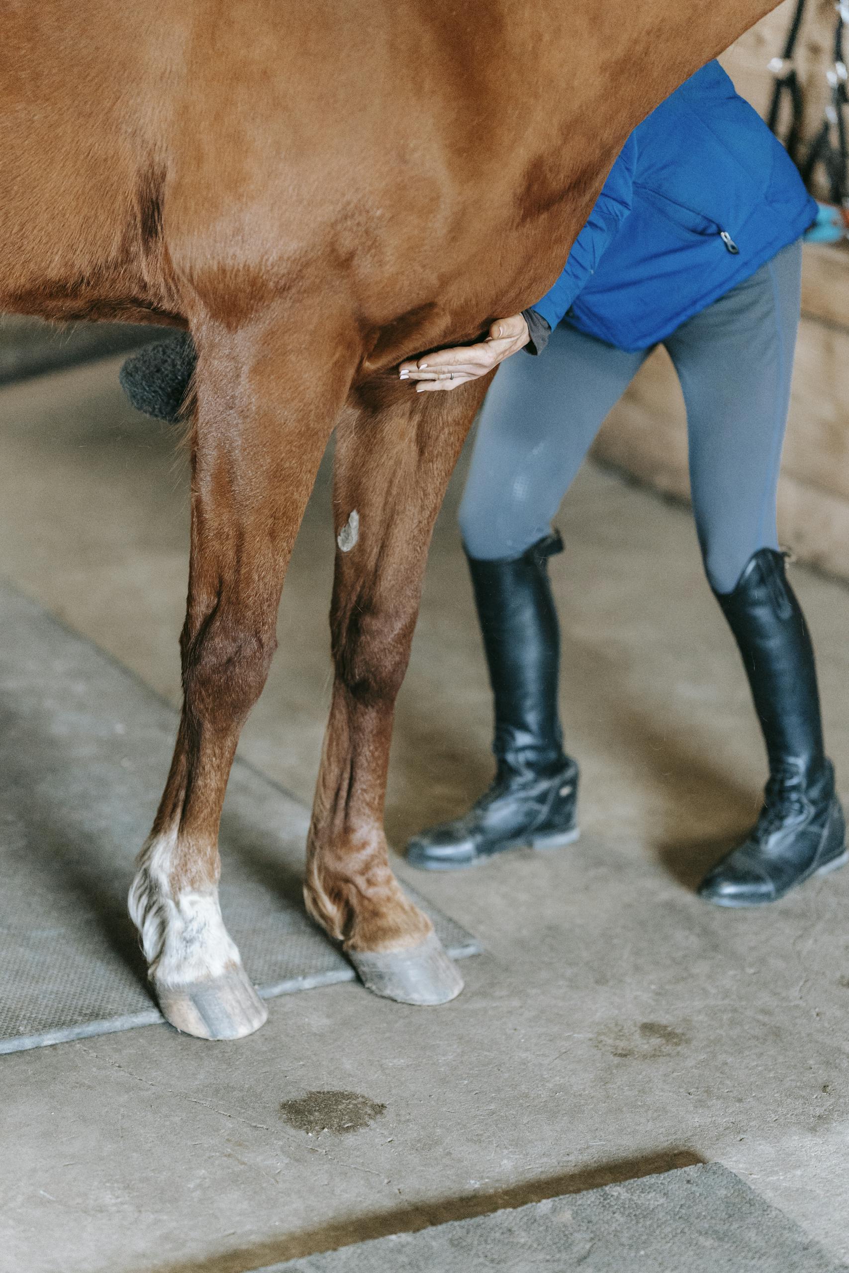 A Person Holding the Brown Horse
