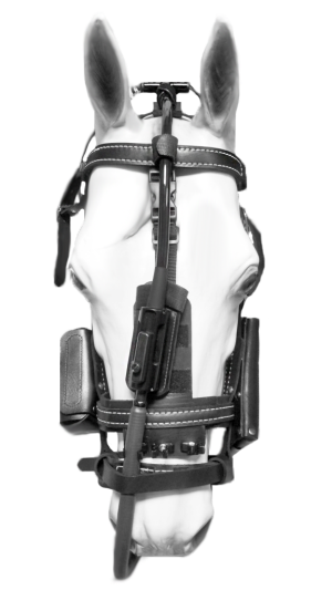 A harness around a horse's head