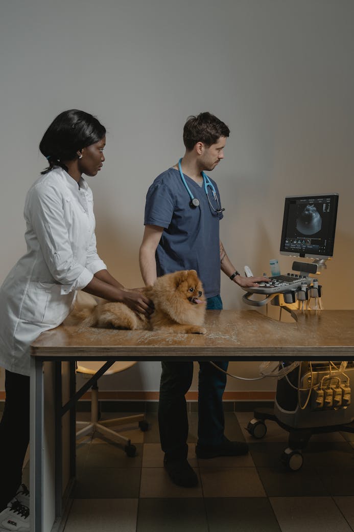 Veterinarians conduct an ultrasound exam on a Pomeranian dog.