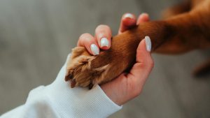 Pet Owners
