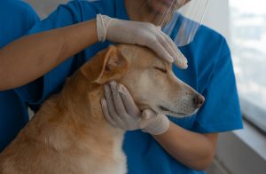Small Animal Veterinarians
