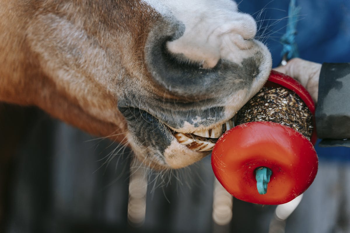 A horse enjoying a treat held by a person, showcasing the bond between humans and animals.