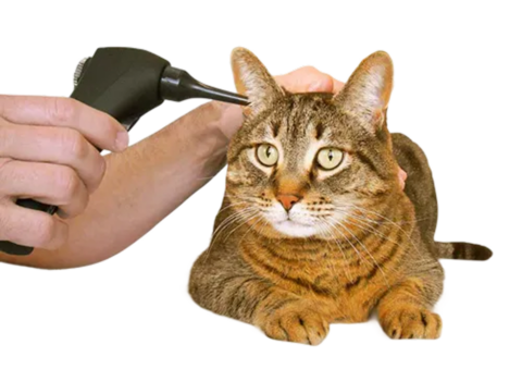 thermometer in cat ear