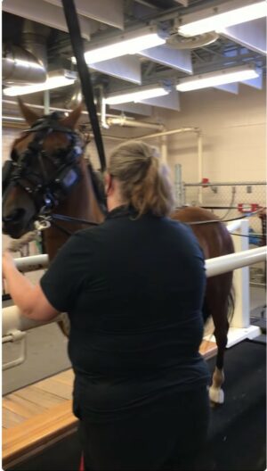 Equine Veterinarians